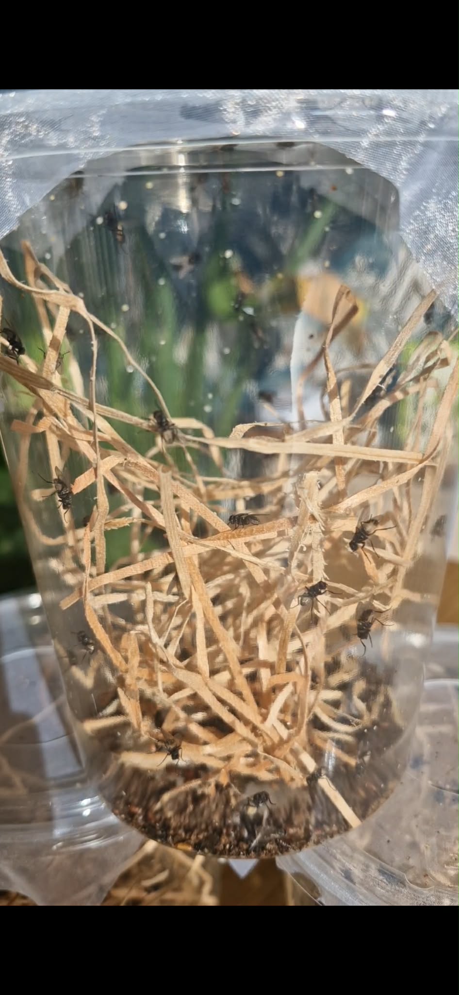 OTHER FLIES (Diptera spp.)