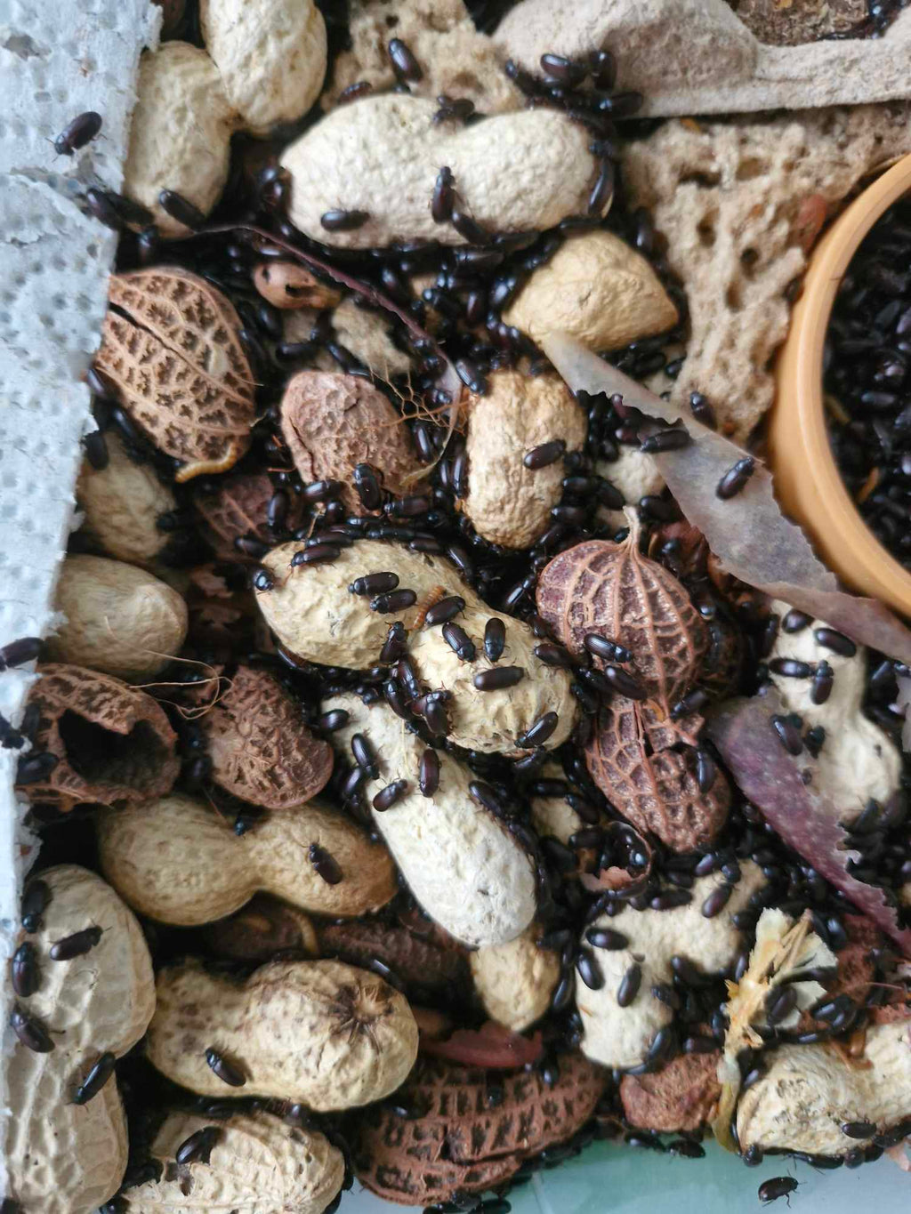 PEANUT BEETLES (Ulomoides dermestoides)