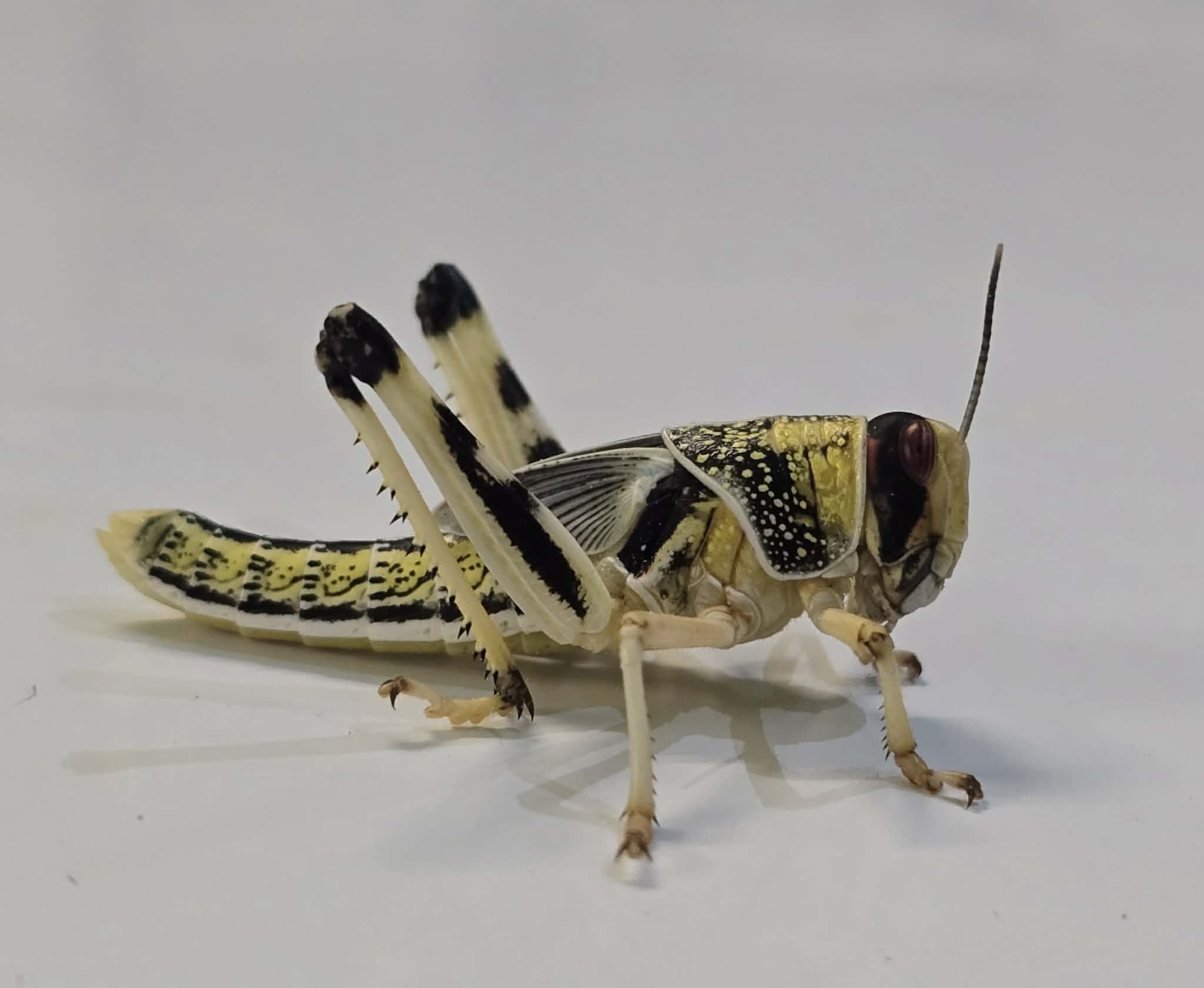 DESERT LOCUSTS (Schistocerca gregaria)