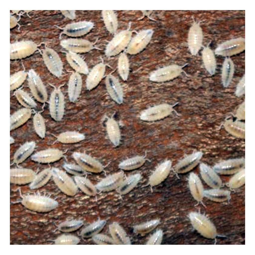ISOPODS - feeders and clean-up crew