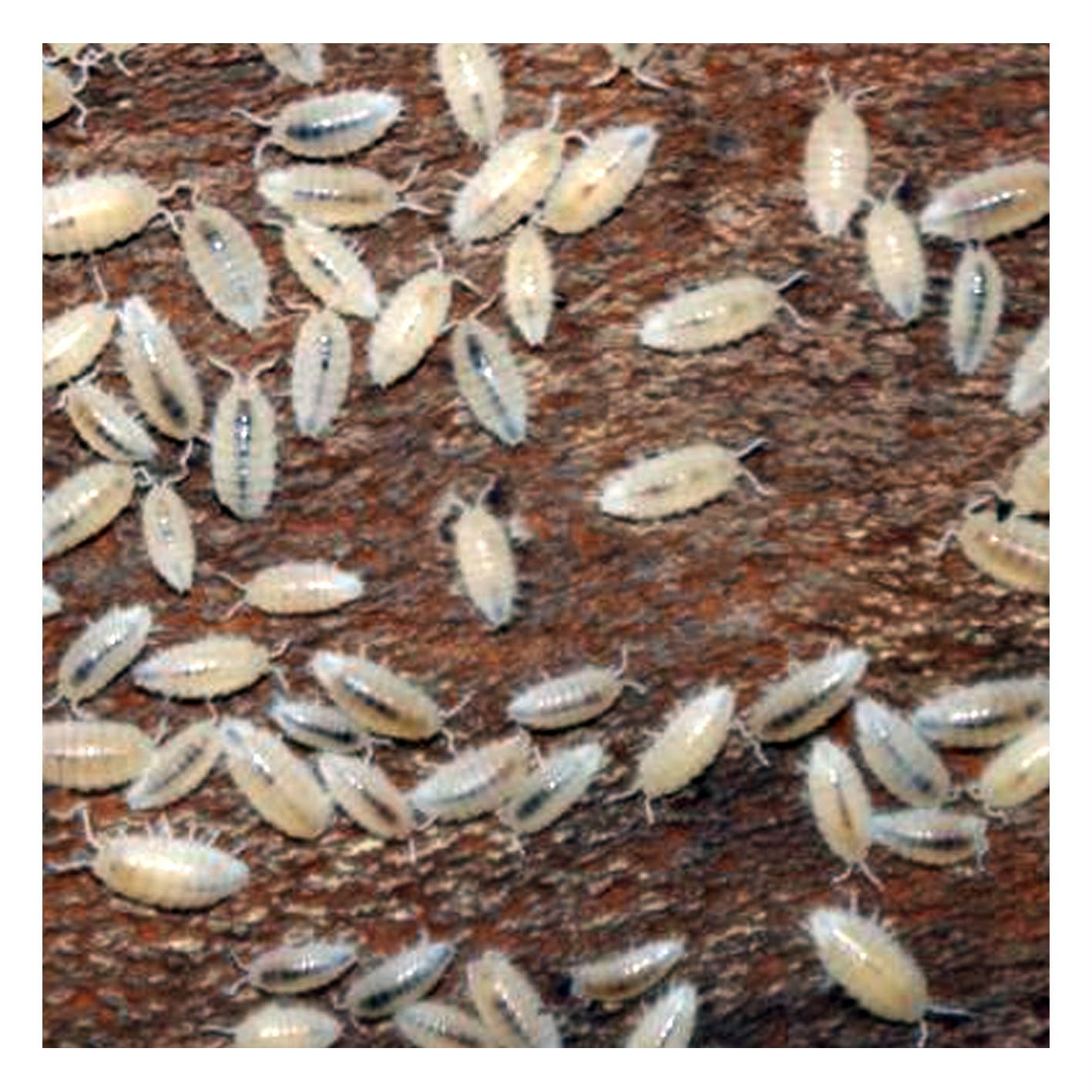 ISOPODS - feeders and clean-up crew