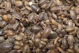 DUBIA ROACHES (Blaptica dubia) - by amount
