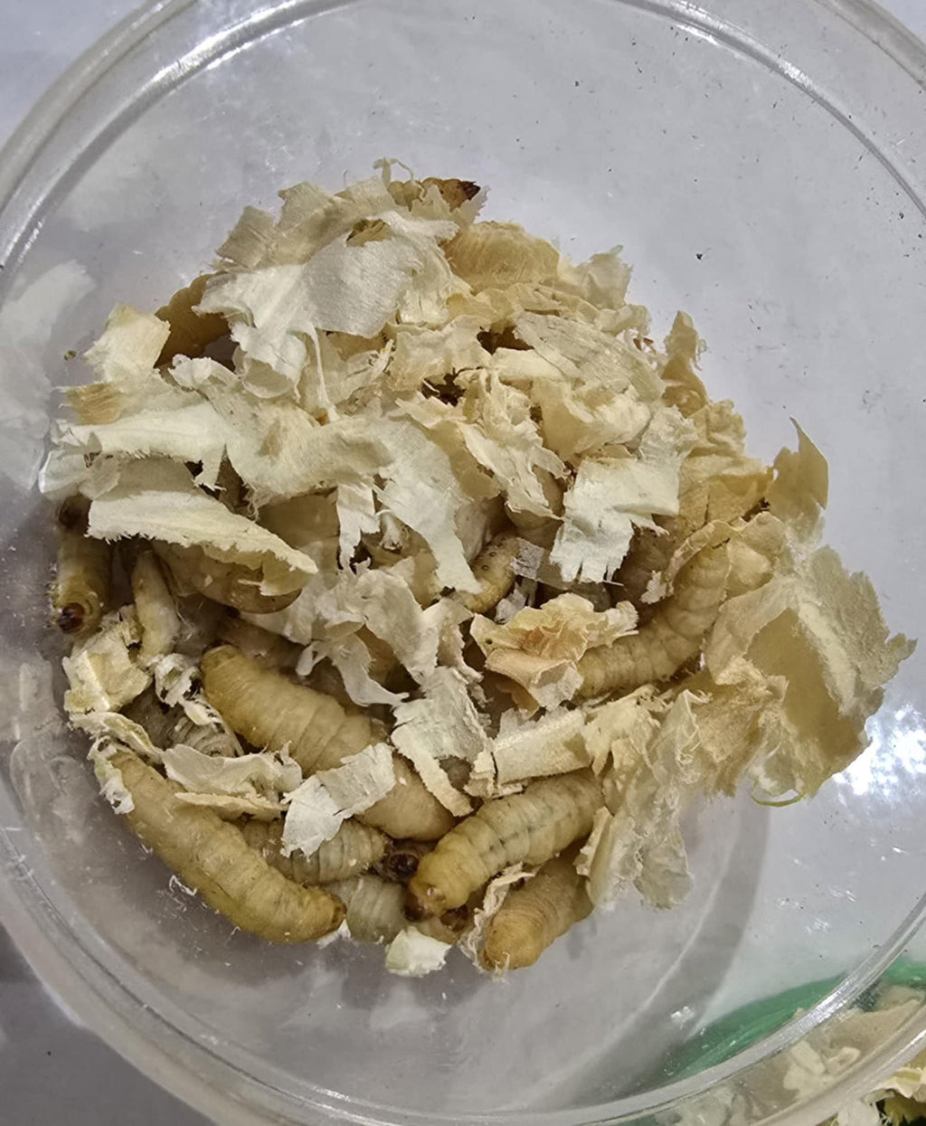 WAXWORMS (Galleria mellonella)