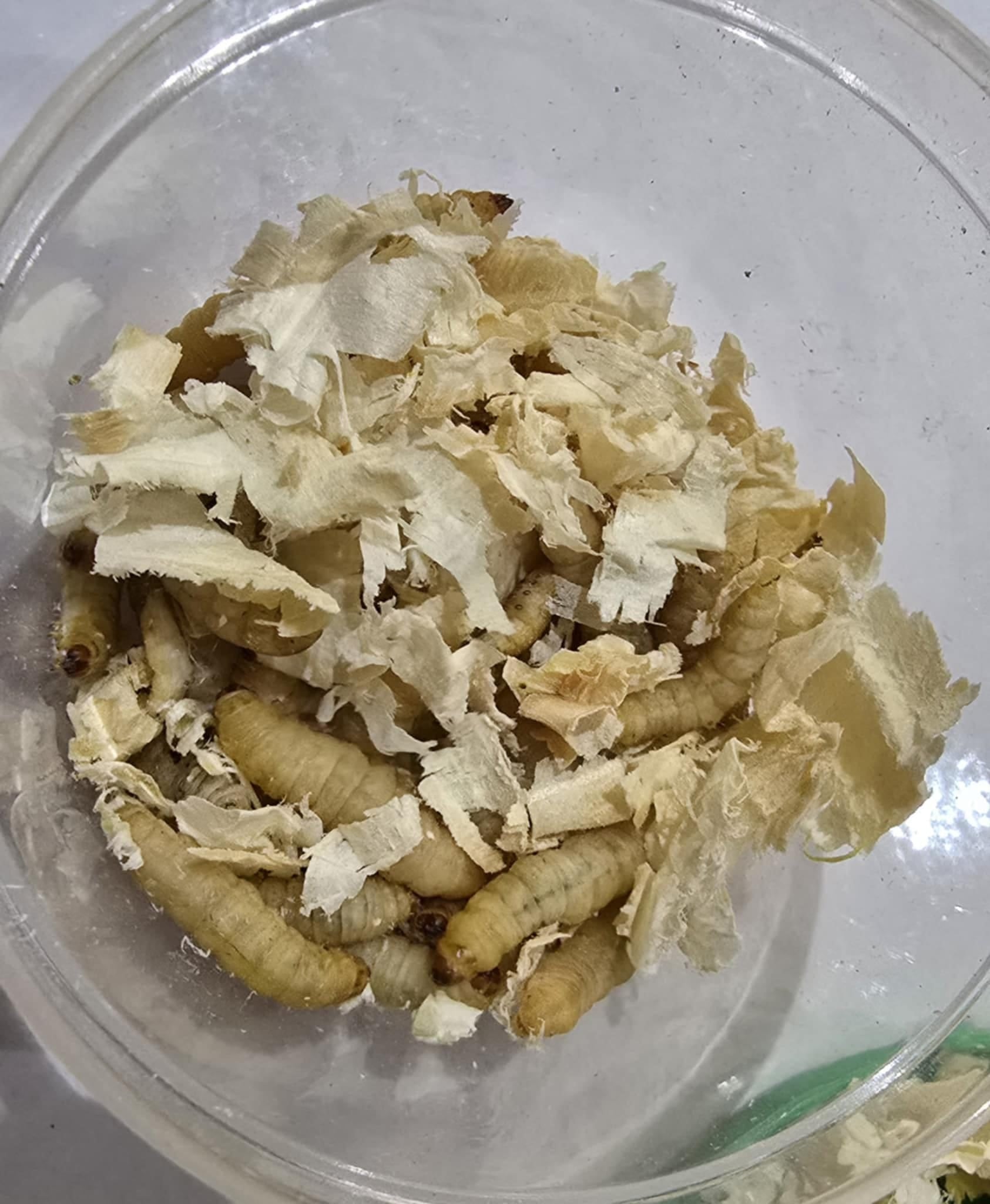 WAXWORMS (Galleria mellonella)