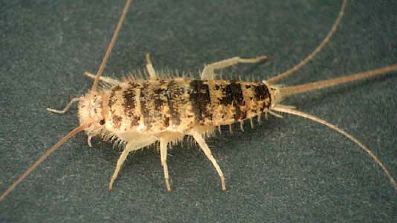 FIREBRATS (Thermobia domestica)