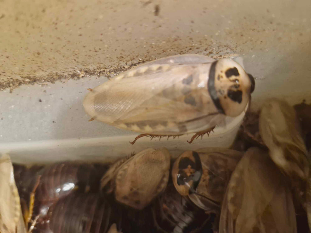 IVORY HEAD COCKROACH (Eublaberus sp. 'Ivory')