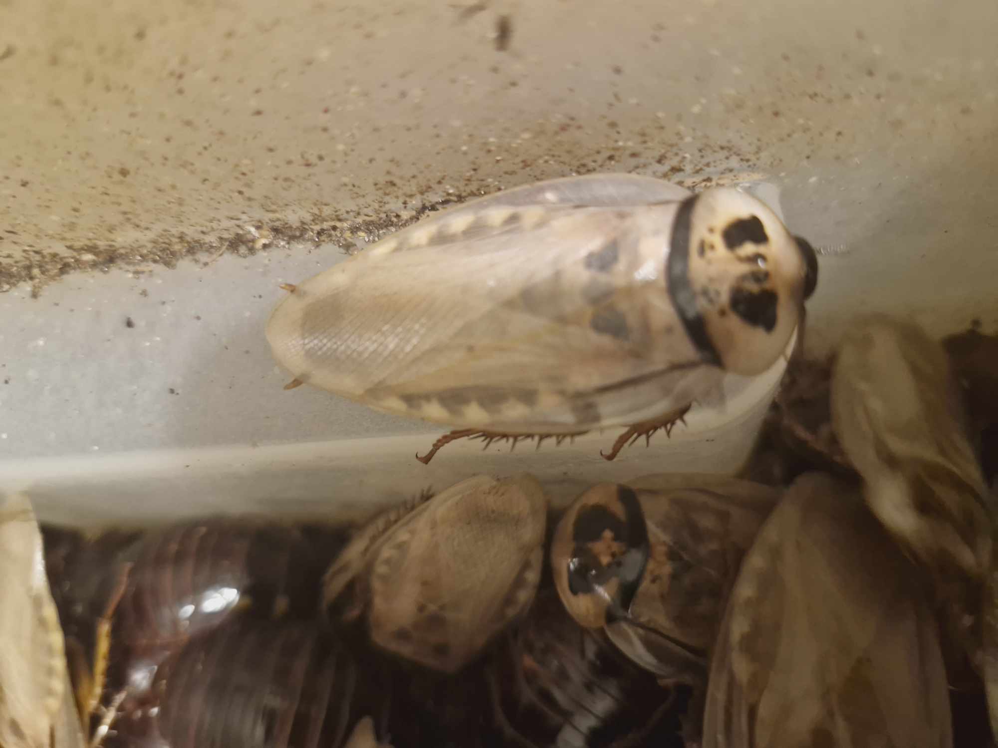 IVORY HEAD COCKROACH (Eublaberus sp. 'Ivory')