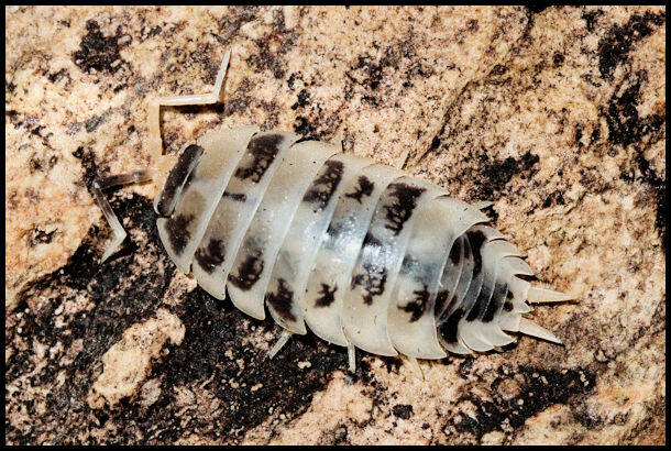 ISOPODS - feeders and clean-up crew