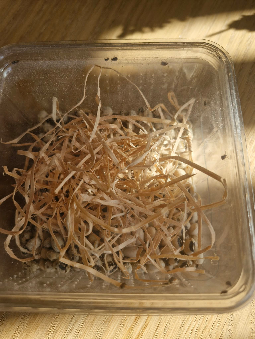 BEAN, WHEAT and RICE WEEVILS