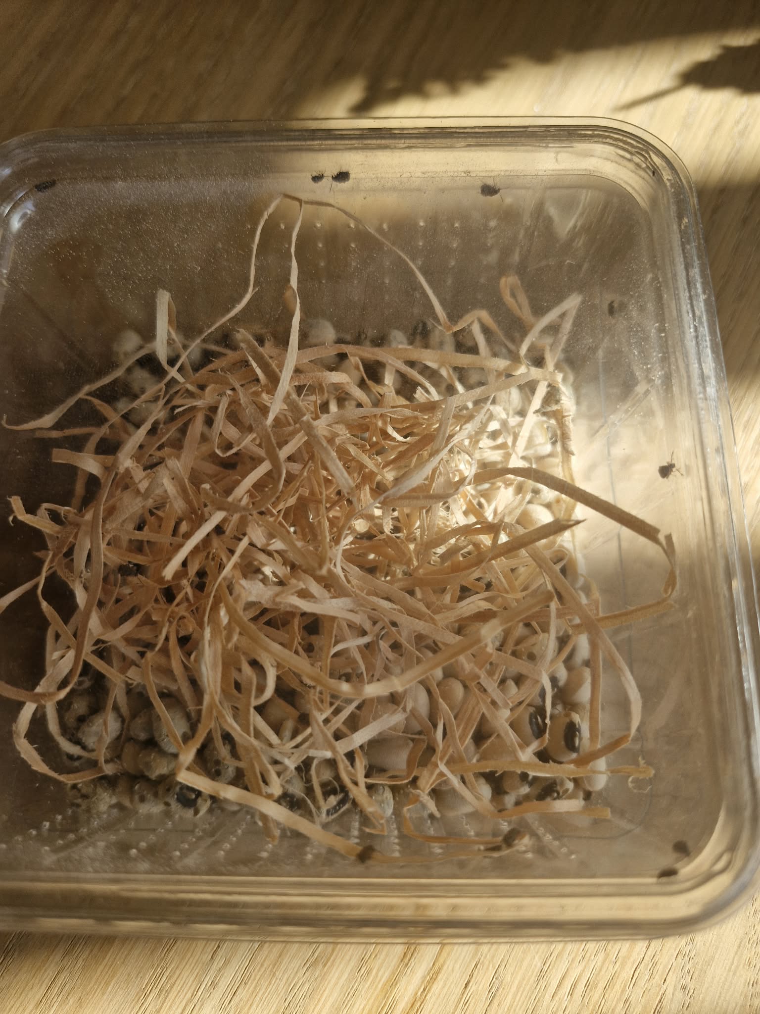 BEAN, WHEAT and RICE WEEVILS