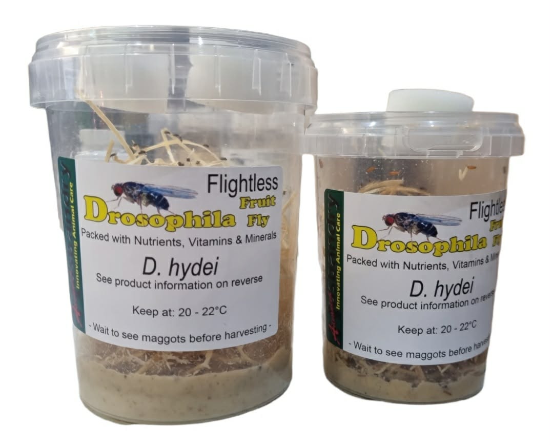 FRUIT FLIES (Drosophila spp.)