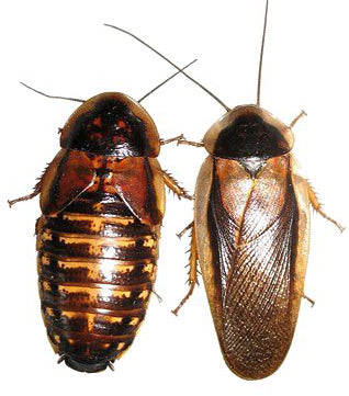 BULK DUBIA ROACHES (Blaptica dubia) - by weight