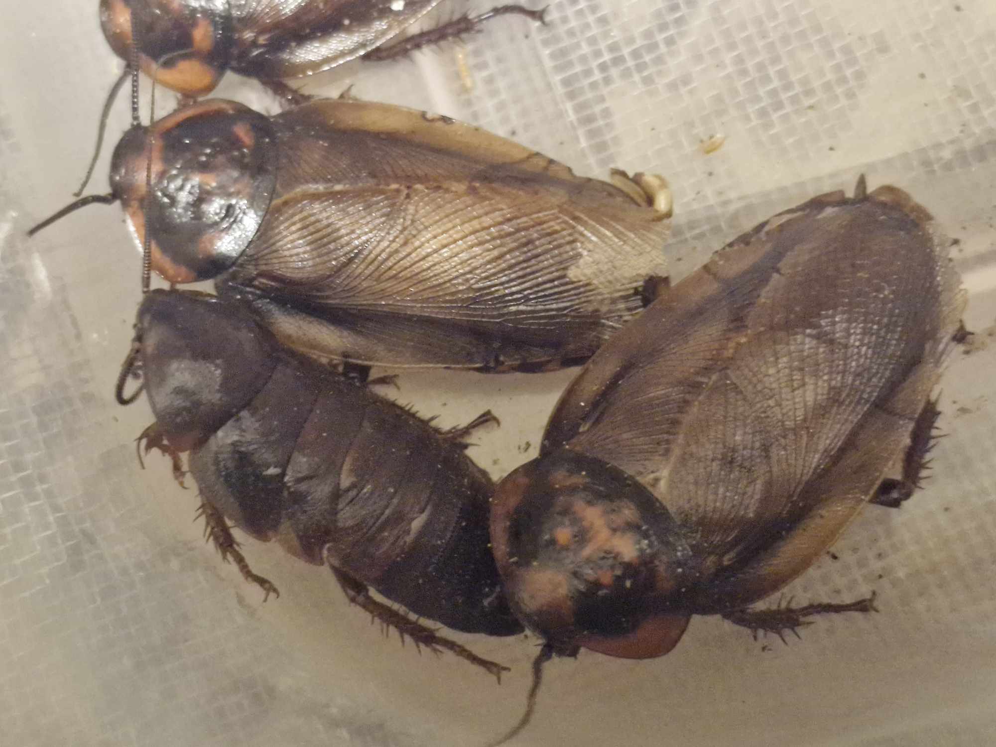 FRENCH GUAIANA COCKROACH (Eublaberus posticus 'French Guaiana)