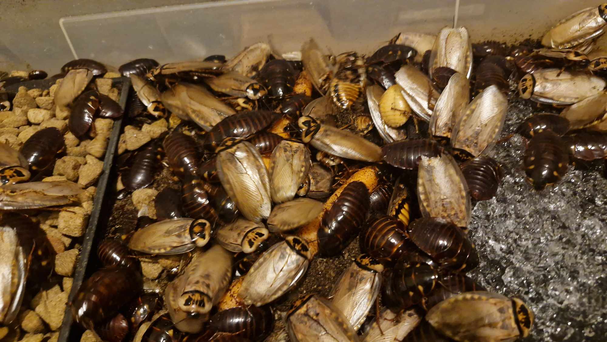 SIX-SPOTTED COCKROACH (Eublaberus distanti)