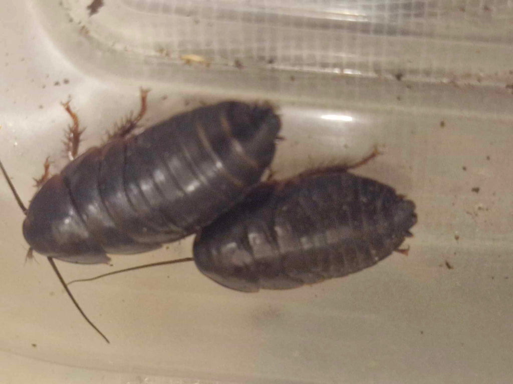 FRENCH GUAIANA COCKROACH (Eublaberus posticus 'French Guaiana)