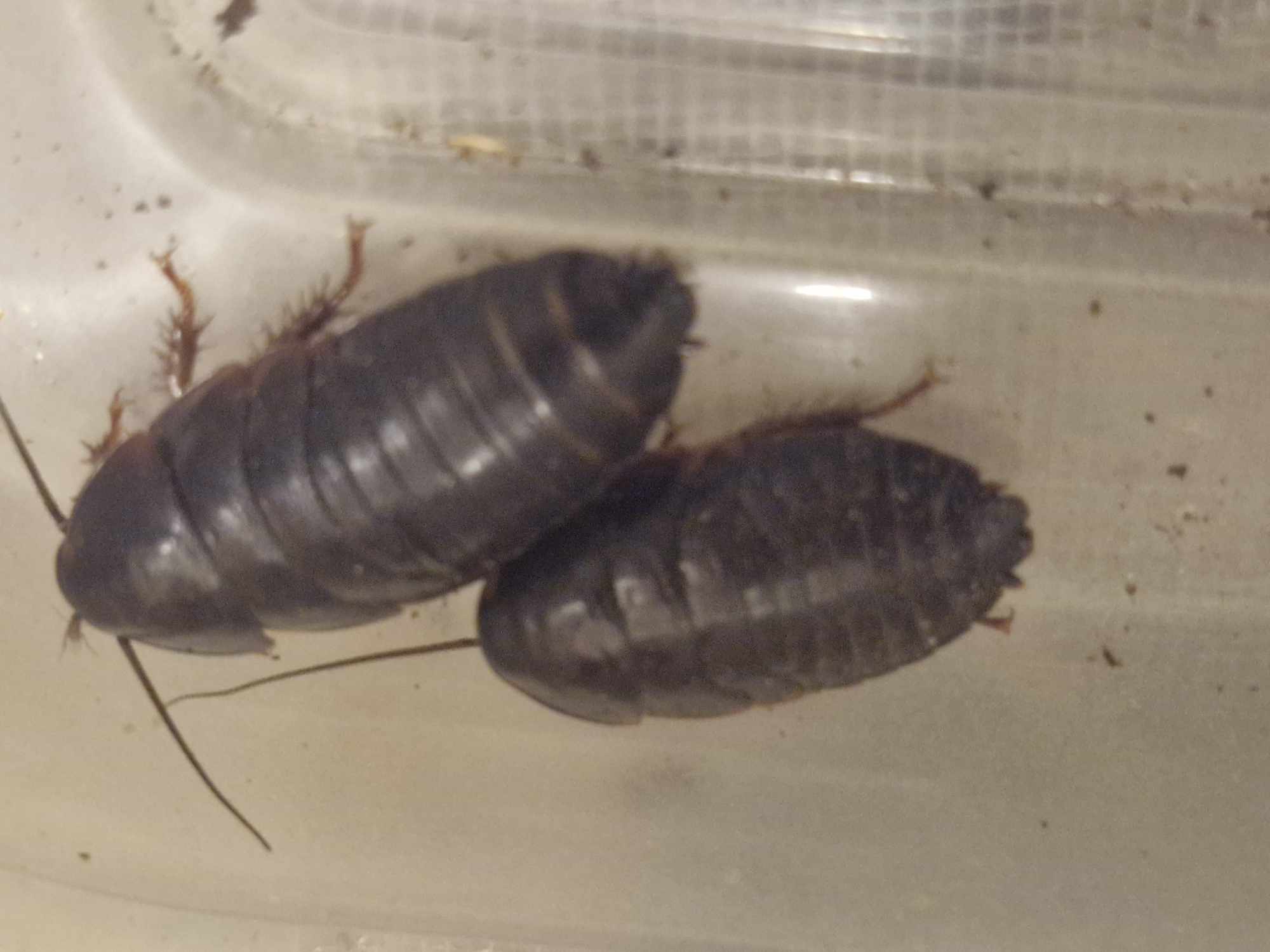 FRENCH GUAIANA COCKROACH (Eublaberus posticus 'French Guaiana)