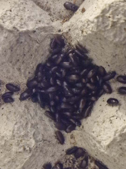 BUFFALO BEETLES (Alphitobius diaperinus)