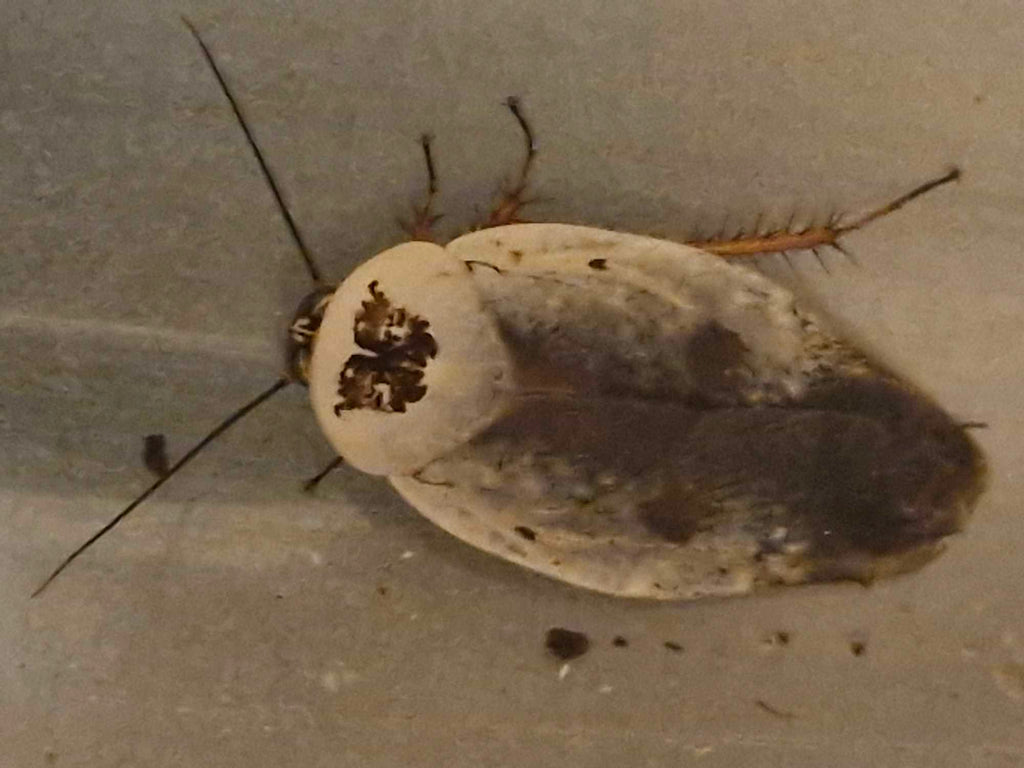 CHROME ROACH (Gyna caffrorum)