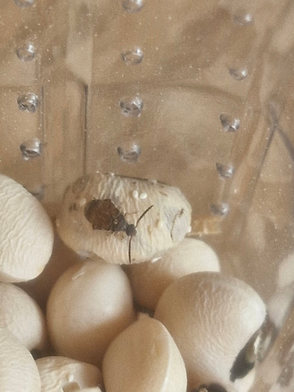 BEAN, WHEAT and RICE WEEVILS