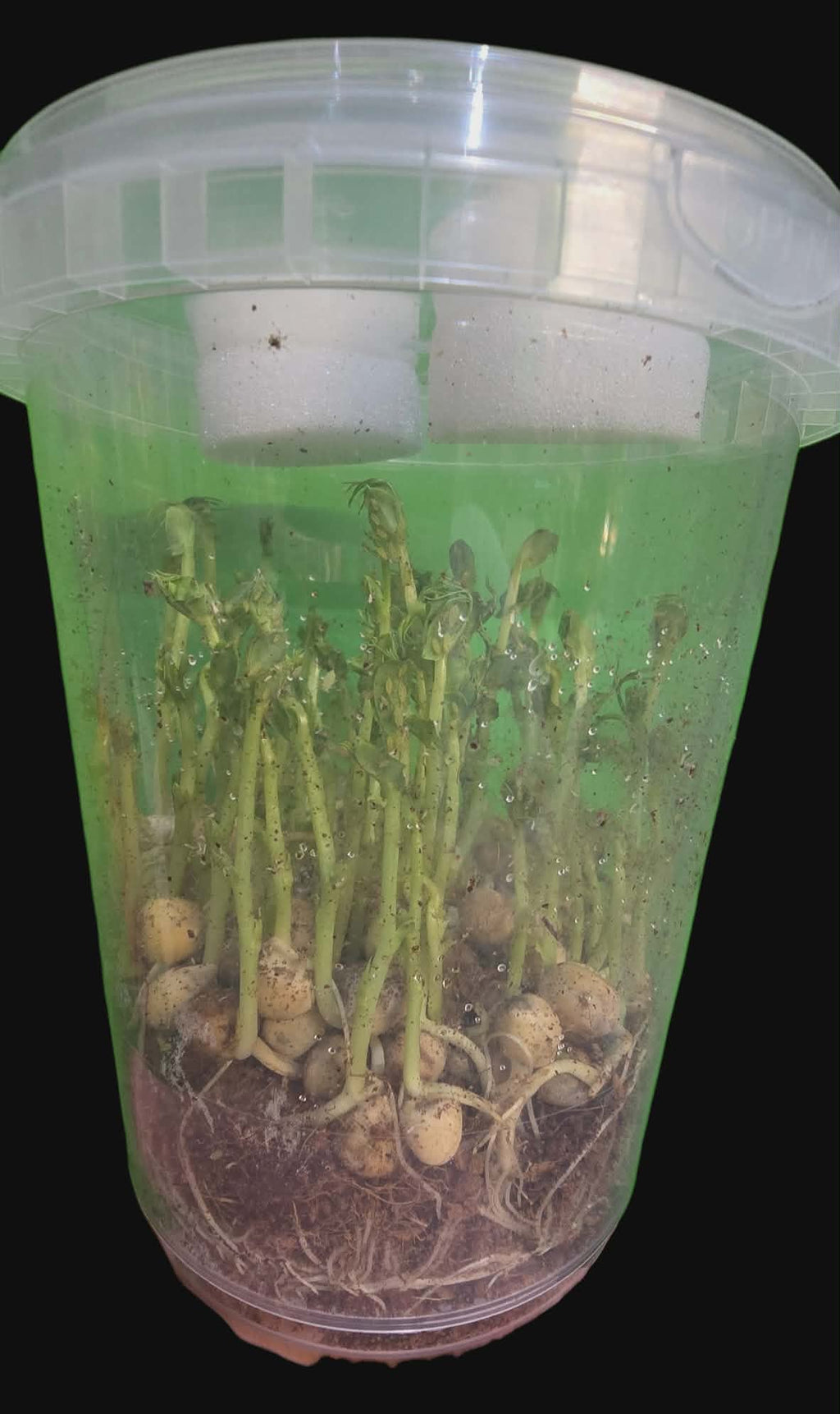 PEA APHIDS and VETCH APHIDS