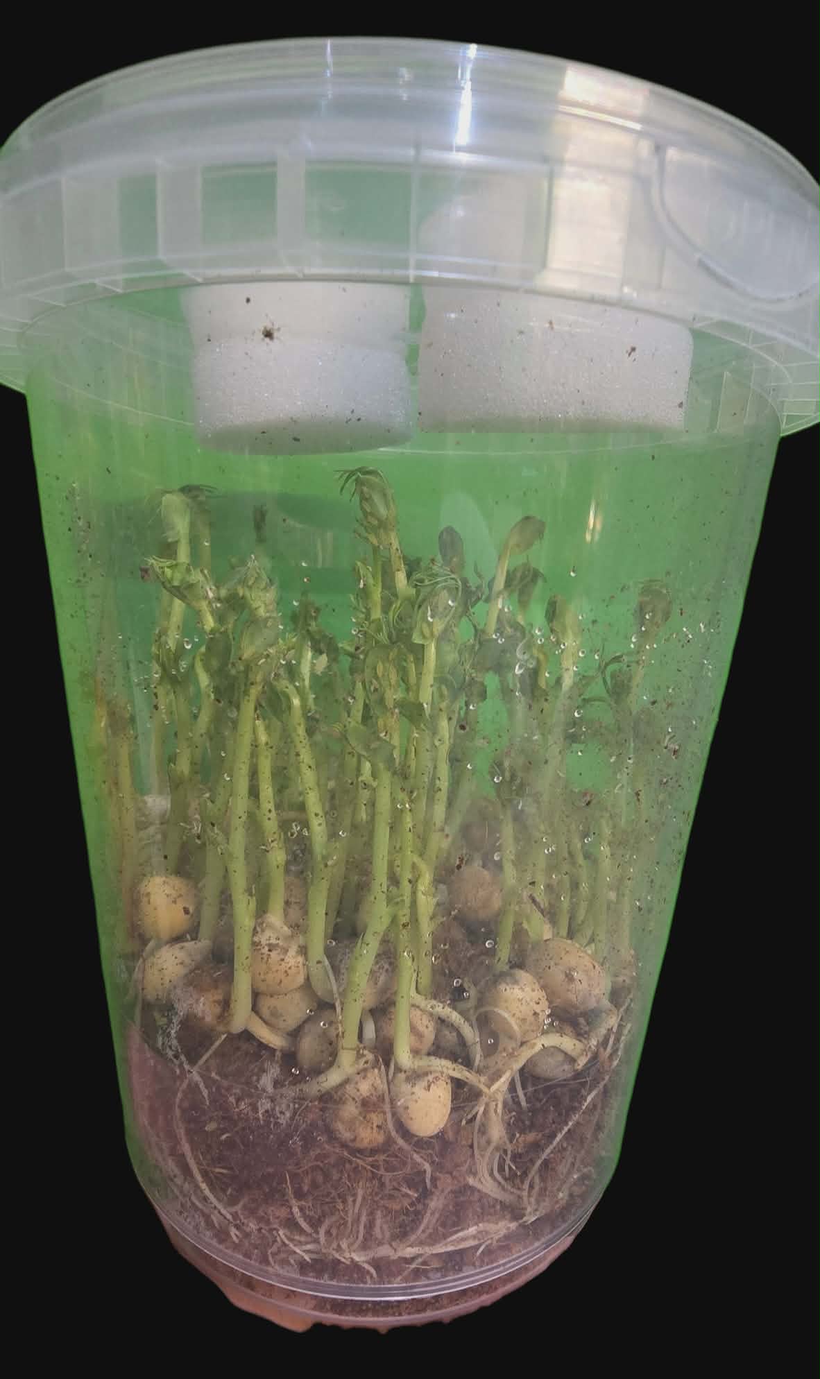 PEA APHIDS and VETCH APHIDS