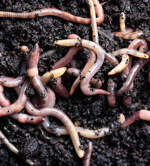 EARTH WORMS and LOB WORMS