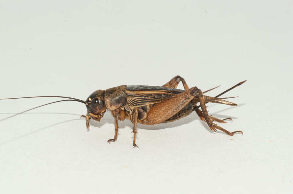 SILENT CRICKETS (Gryllus assimilis)